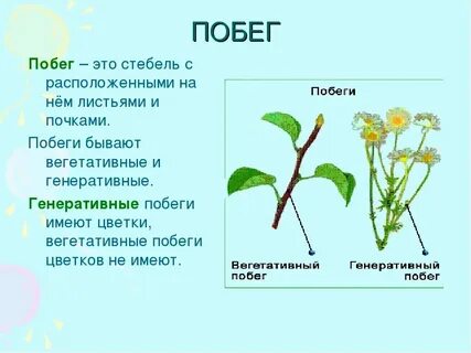 Генеративный побег растения