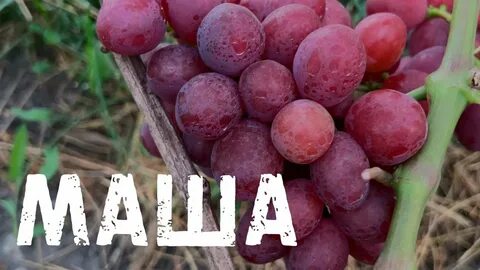 Сорт винограда маша