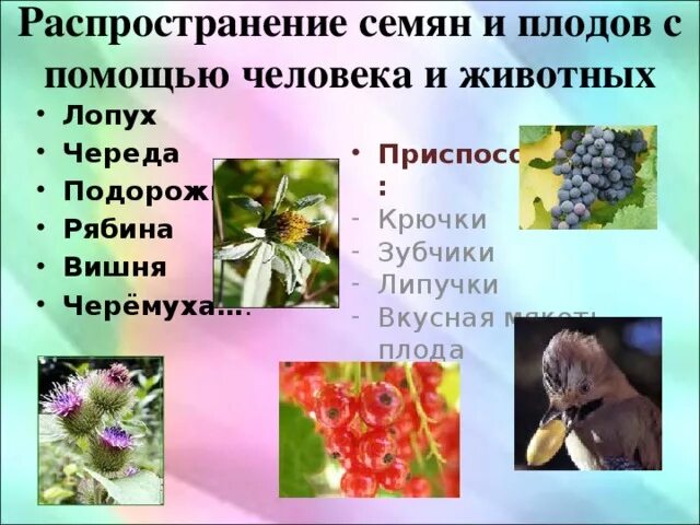 Плоды растений распространяются с помощью животных. Растения семена которых распространяются животными. растения распространяющиеся с помощью человека. распространение семян с помощью животных. распространение плодов и семян животными.