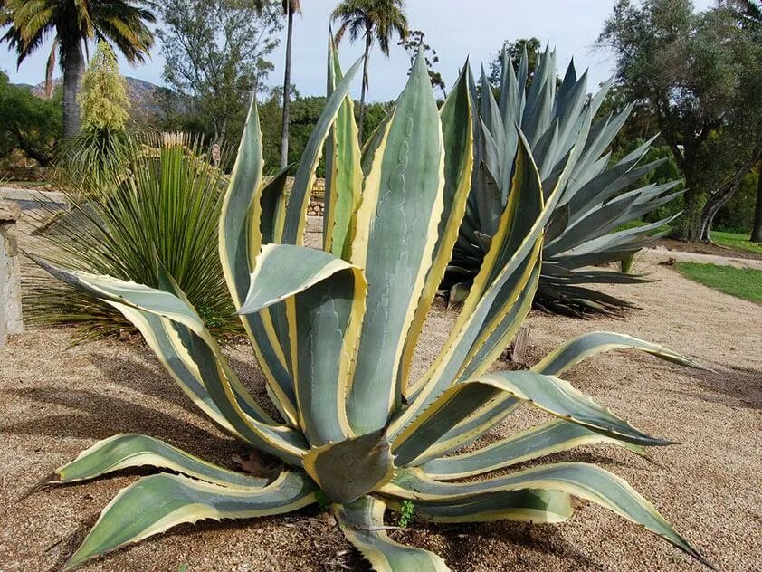 Агава особенности растения. Агава американская вариегатная. Agave Americana 'variegata'. Цветок Мексиканская Агава. Агава американская (Agave Americana).