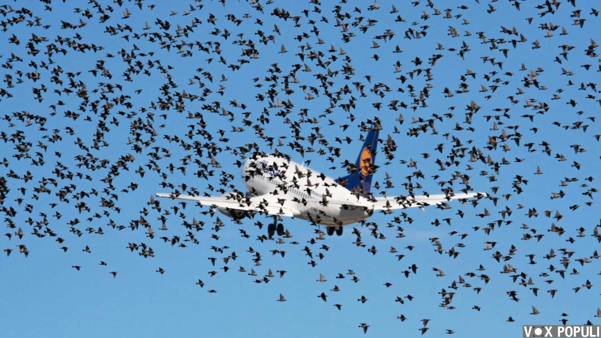 Стая птиц. Птицы на аэродроме. Стая самолетов.