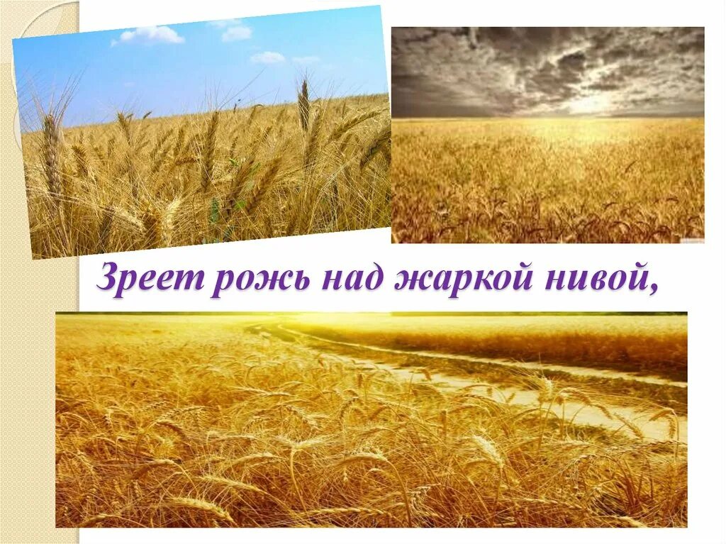 Рожь читать. Зреет рожь над жаркой нивой фет. стихотворение фета зреет рожь. стихотворение фета зреет рожь над жаркой нивой.