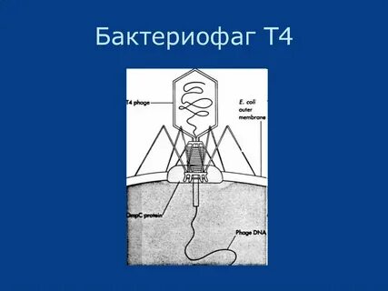 Физиология бактериофага