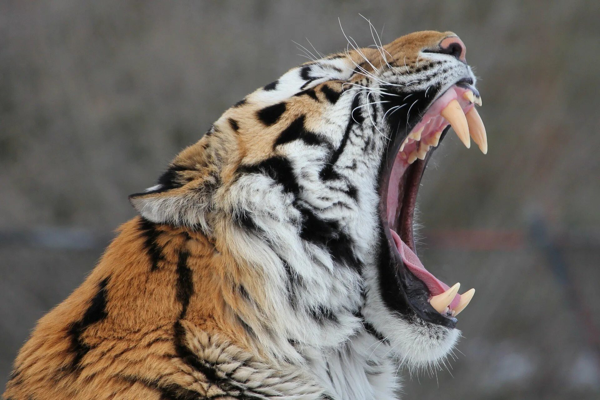 Амурский тигр клыки. Амурский тигр оскал. Тайгер тигр. Клыки Амурского тигра.