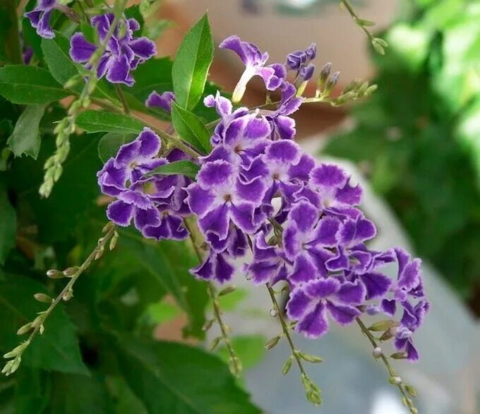 Комнатное растение Дуранта (Duranta) Duranta, Duranta planta, Plantas