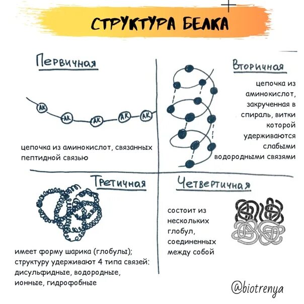 Состоит из 4 белковых молекул. Структура молекулы белка. 4 структуры молекулы белка. структура белковой молекулы. вторичная структура белков.