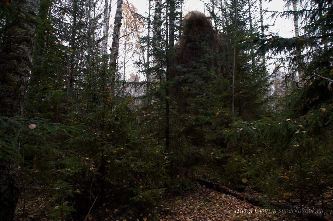 Страшные таежные рассказы. Непролазная сибирская тайга. непролазная сибирская тайга леший. тайга страшные места. тайга жуткие места.