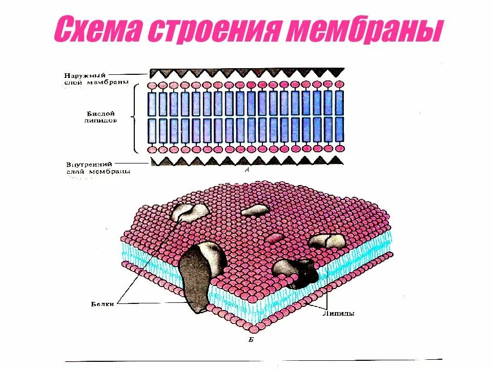 Мембрана возбудимой клетки. Мембрана Шнайдера строение. Схема строения мембраны. Строение мембраны физиология. Внутренний слой мембраны.