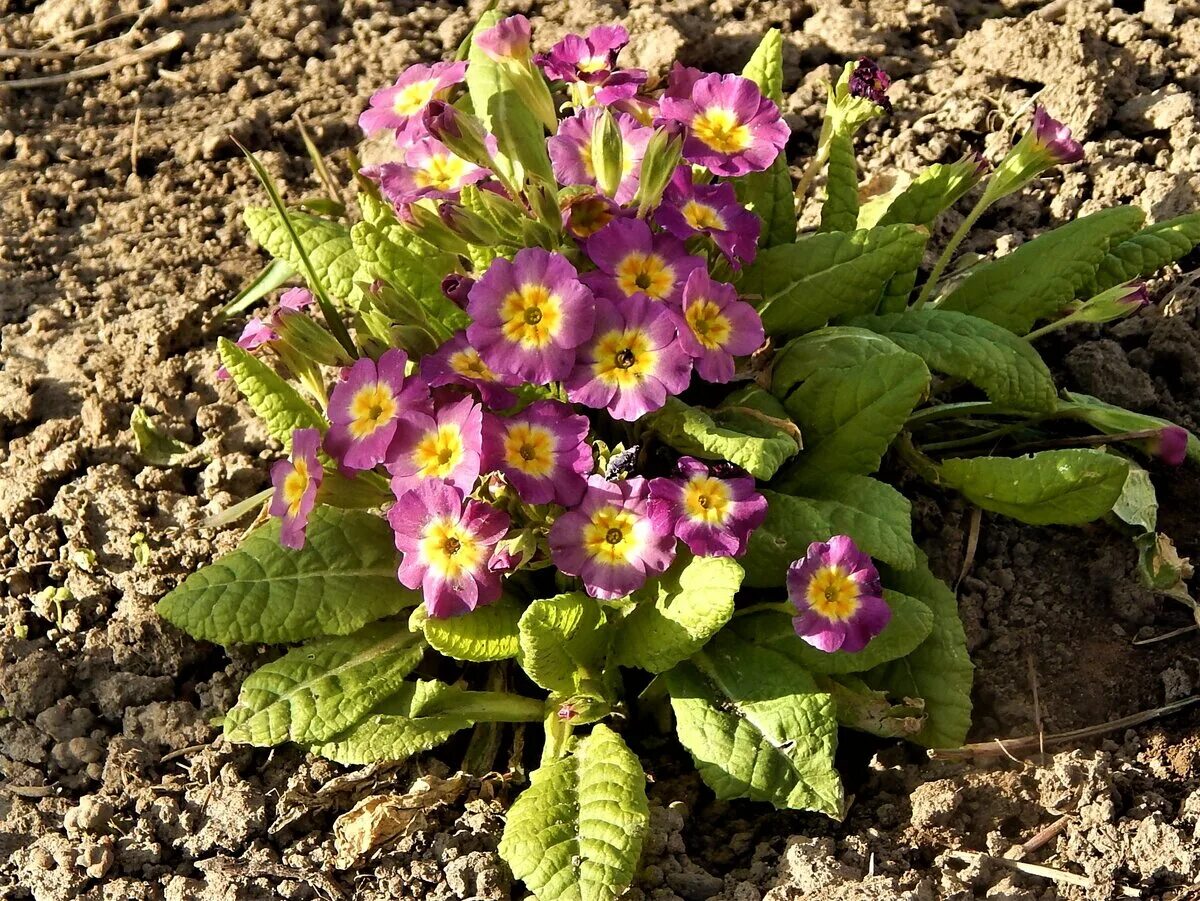 Flower Primrose Spring - Free photo on Pixabay Primula, Flowers, Spring nature