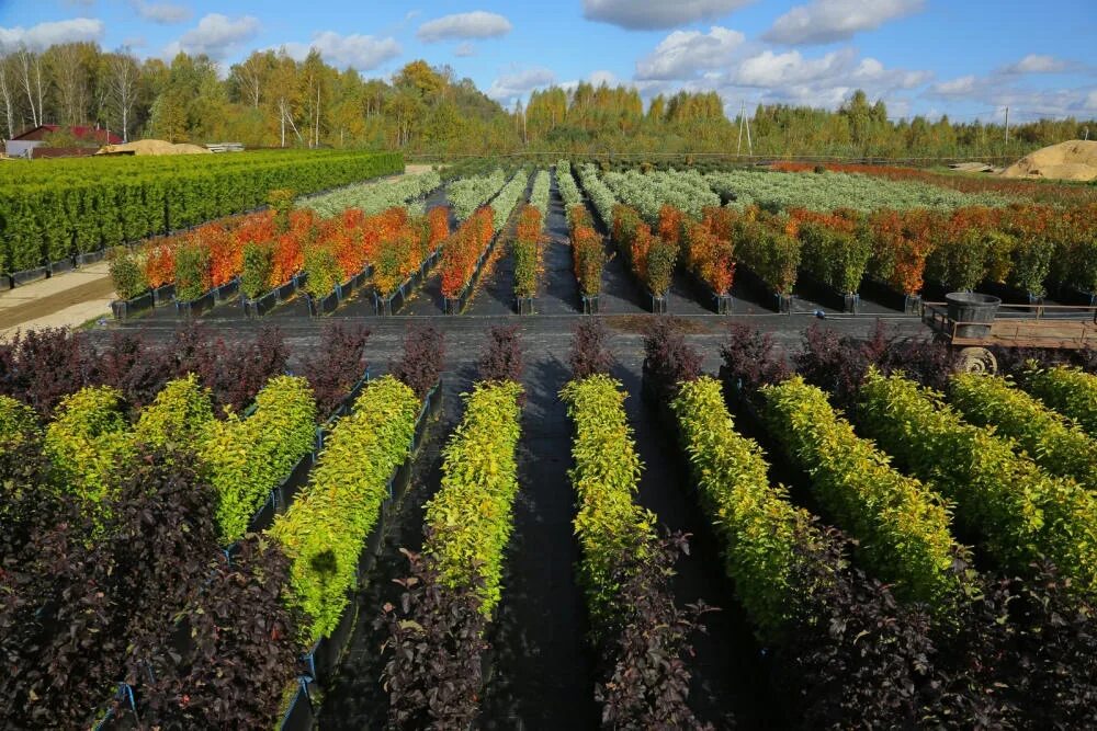 Питомник савватеевых в тульской области. Работа в питомнике растений. Пушкинский питомник декоративных растений пушкино. Питомник савватеевых новый оскол. Рассада в питомнике.