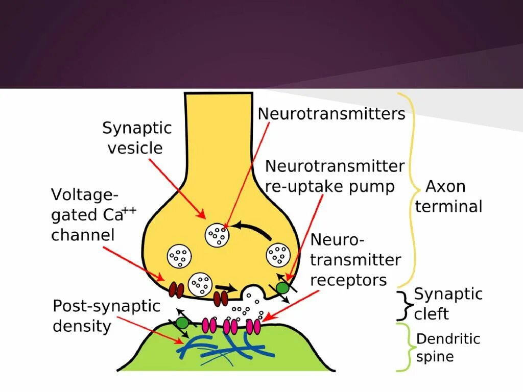 Синаптические пузырьки. Схема строения химического синапса. Схема химического синапса физиология. Строение химического синапса физиология. Структура химического синапса рисунок.