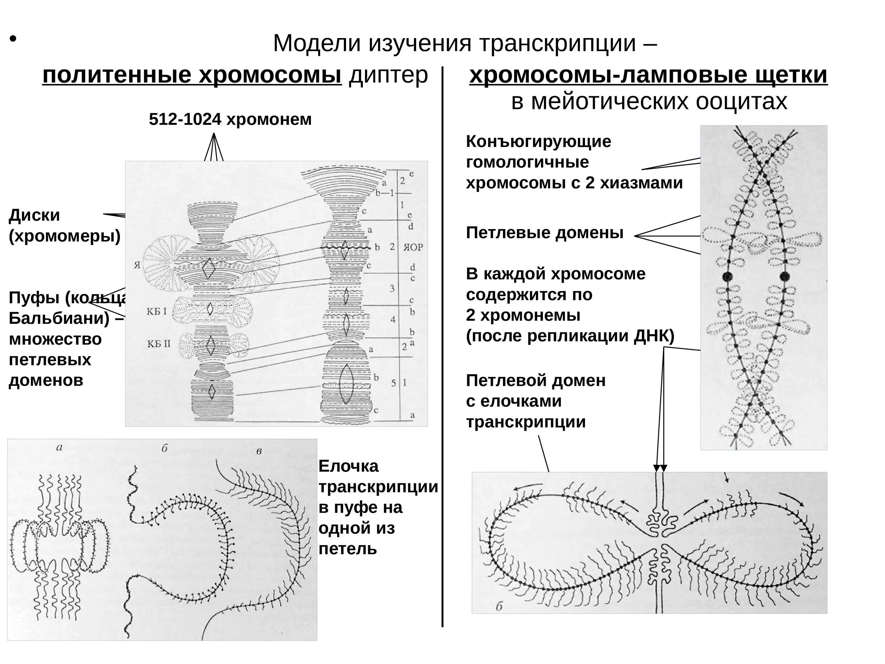 Транскрипция генетика схема. Транскрипция и трансляция днк и рнк. Уровни компактизации днк в хромосоме. Процессы транскрипции и трансляции у эукариот. Схема процесса транскрипции эукариот.