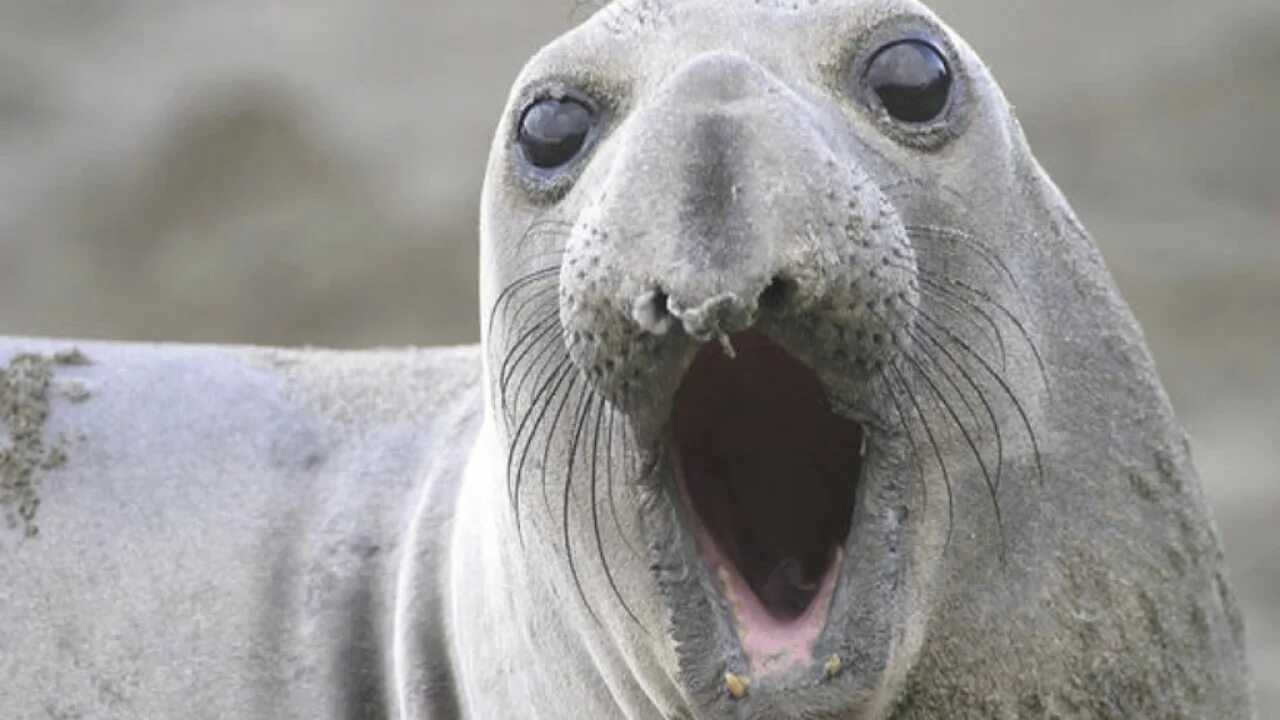 The little seal is laughing at us. Тюлени морские котики нерпы моржи. Ластоногие моржи. Морж сивуч. Веселый тюлень.