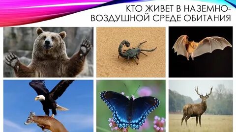 Животные наземно воздушной среды обитания сообщение