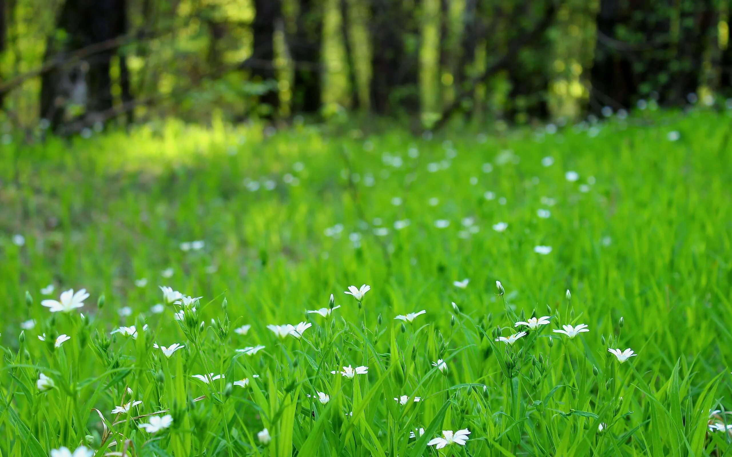 природа луг. опушка леса. трава в лесу. боровичи природа лес поляна луг. поляна в лесу.
