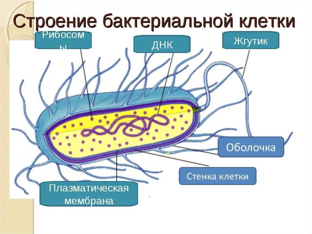 На каком рисунке изображена клетка бактерий. Строение бактериальной клетки рисунок. Модель строения бактерии. Клетка бактерии рисунок и структура. Общая схема строения бактериальной клетки.