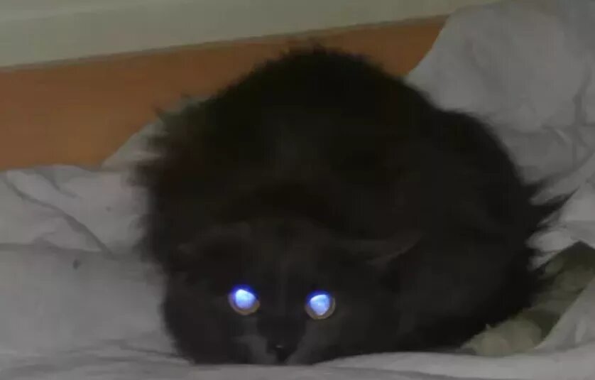 Кот со светящимися глазами. Коты со светящимися глазами. Кот с горящими глазами. Кот со светящимися глазами в темноте.