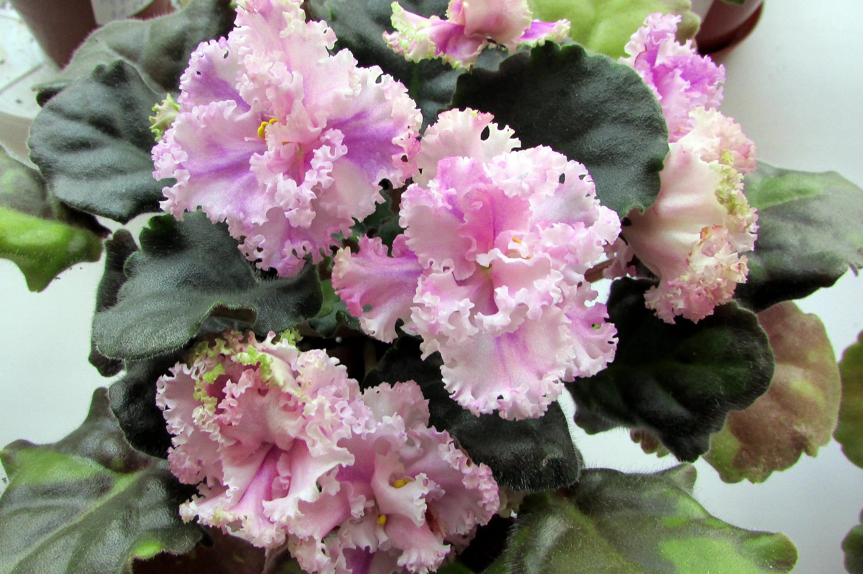 сорт фиалки фуксиевое кружево. фиалка лик кружево судьбы. фиалка кружево. фиалка кружево. фиалка небесные кружева.