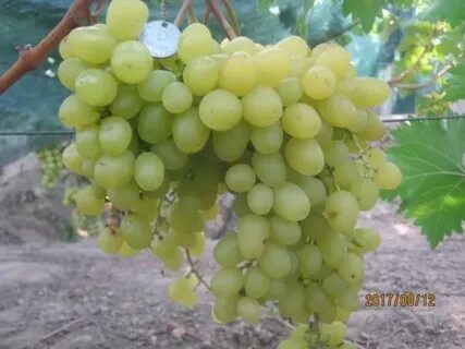 Кишмиш аксайский отзывы