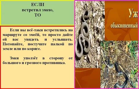 Гадюка в лесу что делать