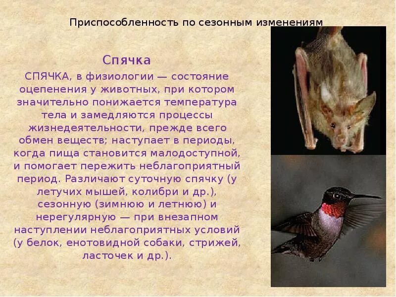 Приспособления к сезонным изменениям среды. Сезонные изменения у животных. приспособление животных к сезонным изменениям. оцепенение у птиц. сезонные изменения в жизни обитателей.