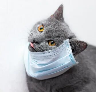 Коте медицинский