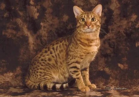 Оцикет кошка