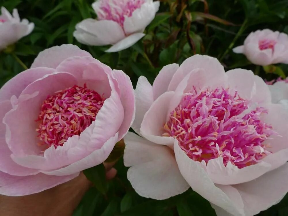 Пион солсбери. Пион александра дафф. Пион распберри чарм. Сорт пиона розита. Пион геркулес.