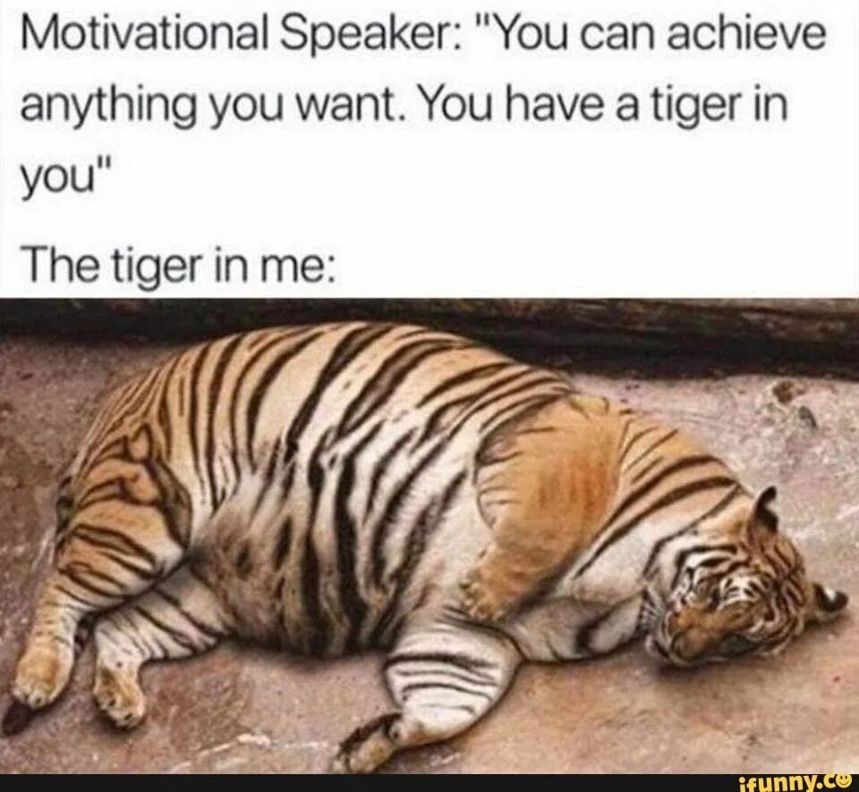 The tiger has got big teeth. Tigers have got long tails. Elephants have got или has got big ears. Tiger has got. Английский have got и has got.