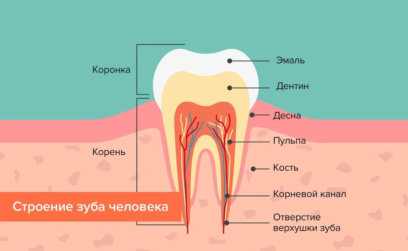 Схема десен. Строение зуба человека схема. Анатомическое строение зуба стоматология. Строение зубов человека корни каналы. Схема внутреннего строения зуба анатомия.