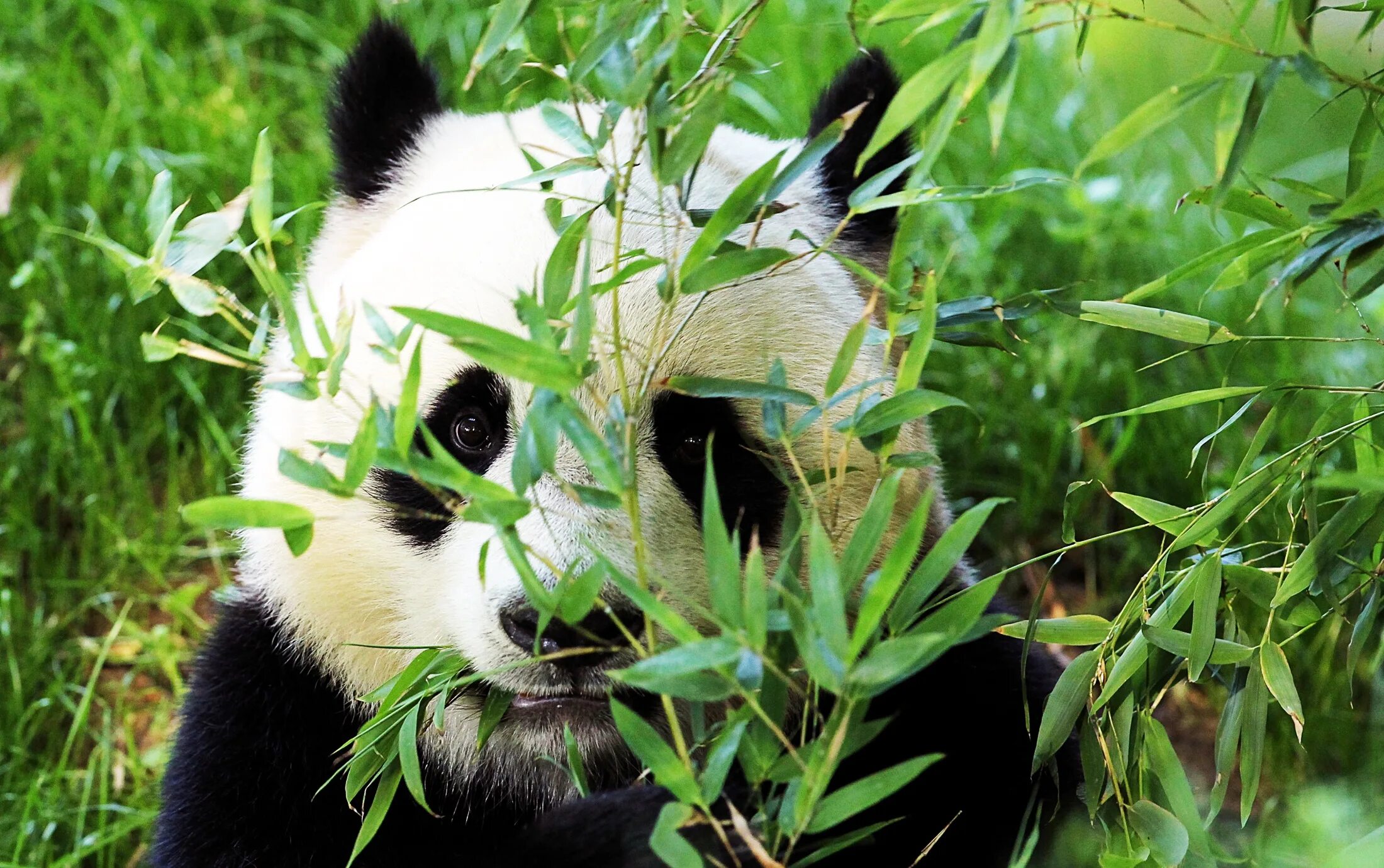 Pandas windows