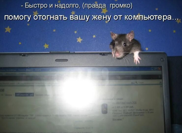Выражение мышь. Мышь прикольная. смешные крысы с надписями. мышь прикол. приколы с крысами с надписями.