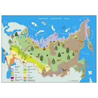 Книга СТРЕКОЗА Обучающий плакат Природные зоны России Животные и растения купить