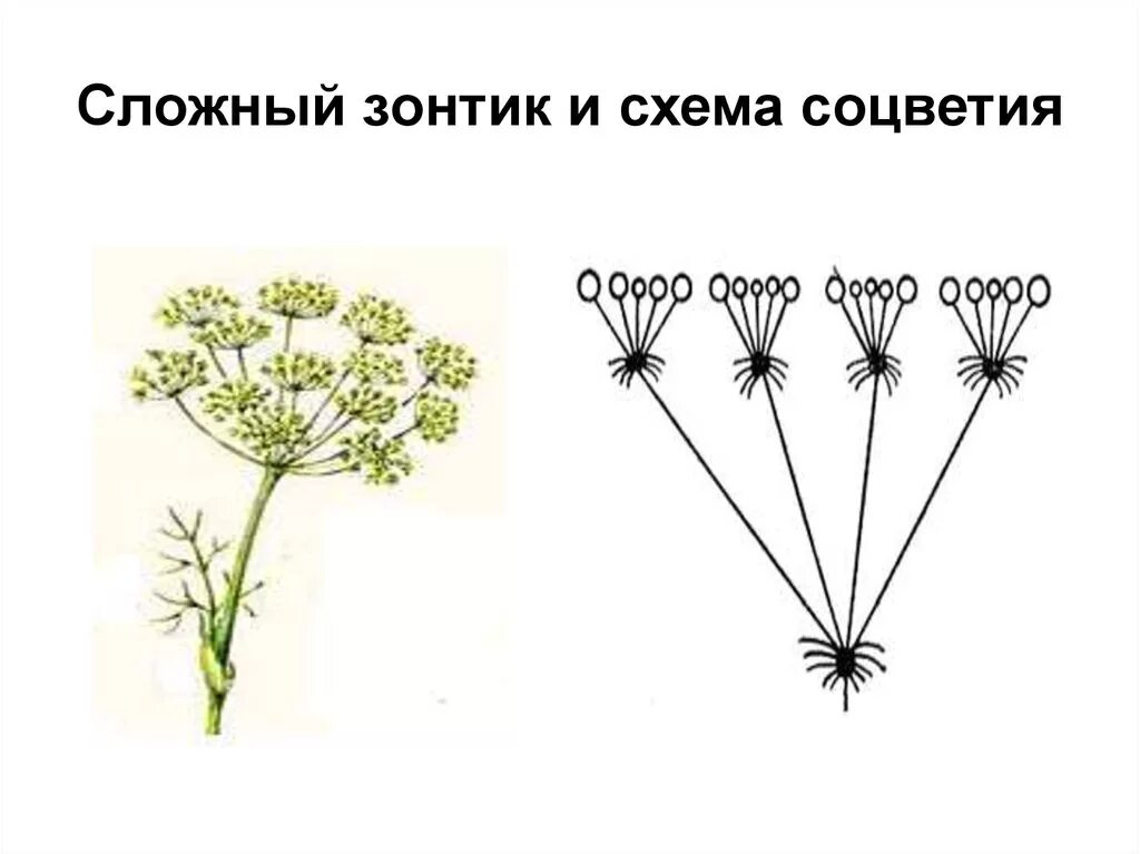 Соцветие зонтичных схема. Зонтичные соцветие сложный зонтик. Костенец зонтичный соцветие. Схема соцветия моркови. Семейство зонтик