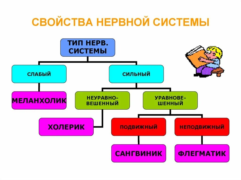 Общее свойство живых систем нервной системы. Свойства нервной системы. Основные свойства нервной системы. Четыре типа нервной системы. Основные типы нервной системы.