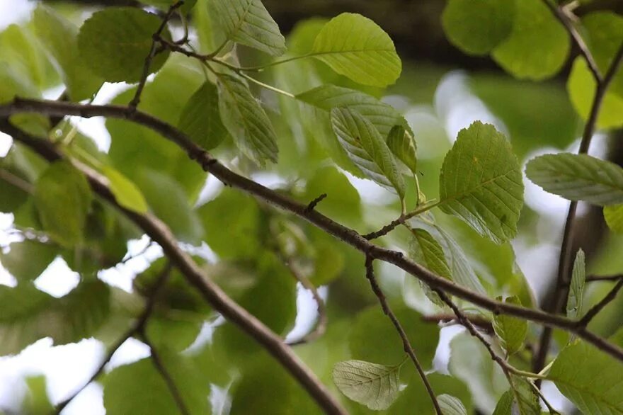 Ольха песня. Евтушенко ольховая сережка. Ольха песня. Ольха песня. Ольха дерево листья.