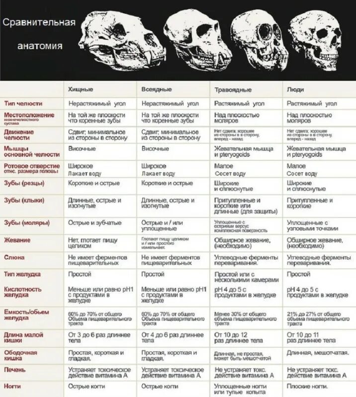 Сравнение черепа человека и обезьяны. Сравнение черепа человека и шимпанзе. Различия скелетов человека и животных таблица. Сравнительная таблица человек и приматы.