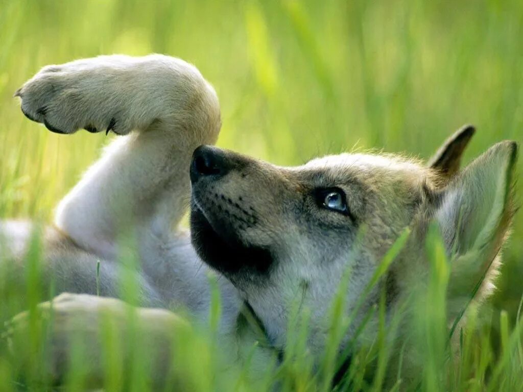 Nothing dog