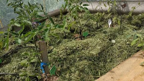 Можно ли скошенную траву в теплицу