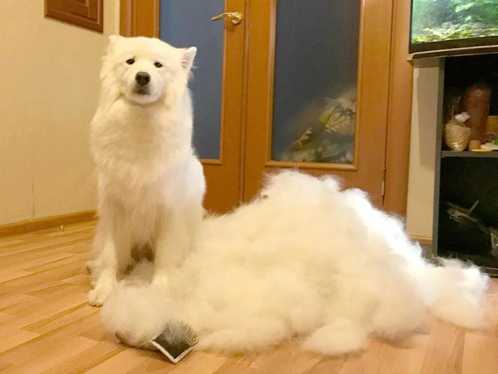 Пух самоеда. Самоедская лайка щенки. Шерсть самоеда. Шерсть самоеда. Шерсть самоеда.