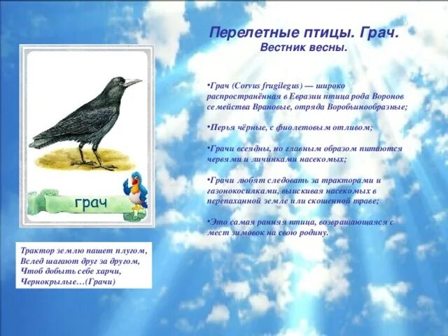 Стихи про перелетных птиц для детей. Загадки про перелетных птиц. Загадка про Грача. Загадки про птиц. Грачи вестники весны.