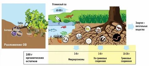 Редуценты разлагают органические вещества