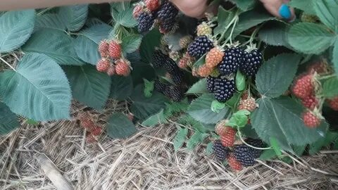 Ежевика небеса могут подождать урожайность