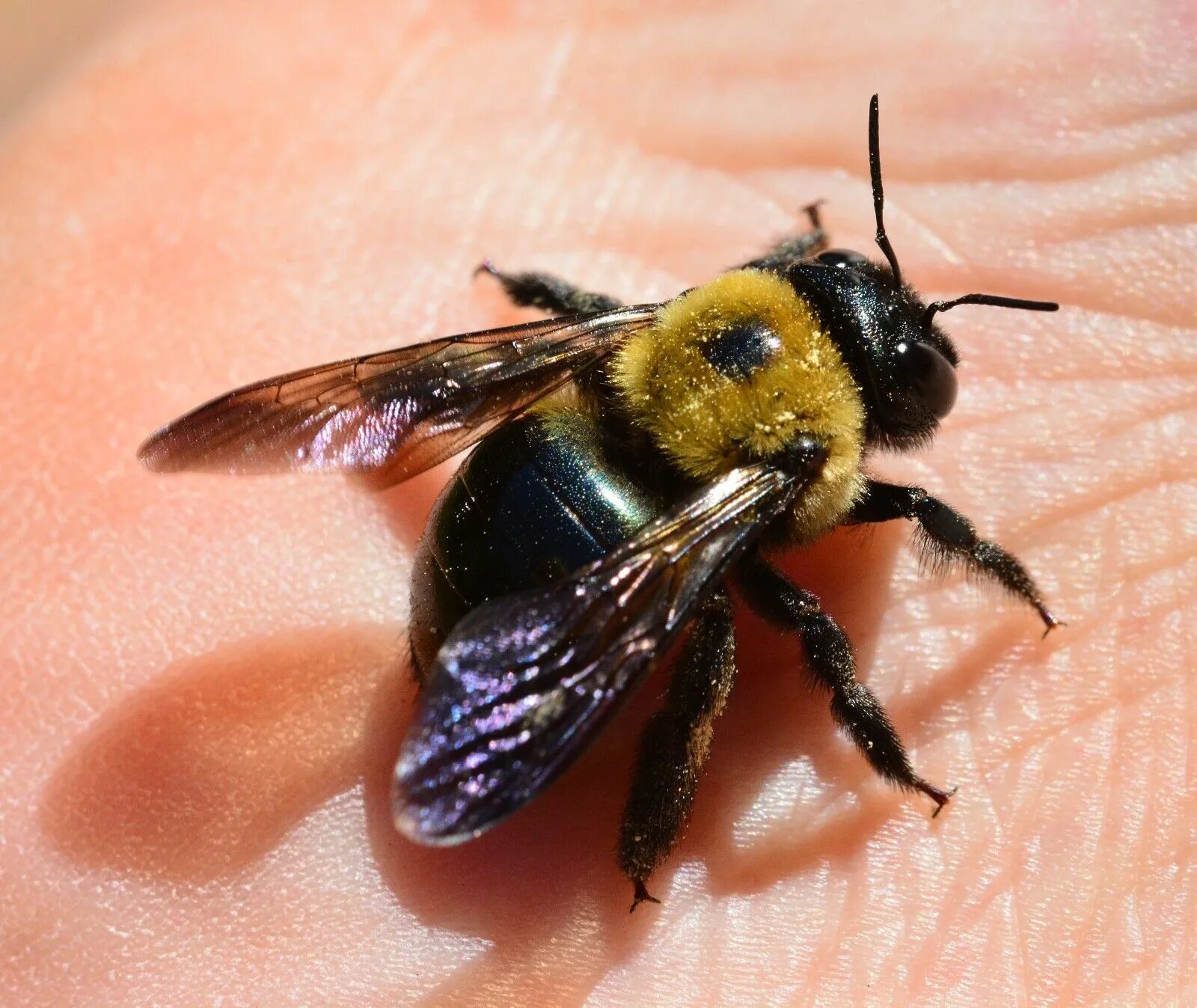 Насекомые похожие на пчел. Шмель Порчинского. Пчела-плотник – Xylocopa Valga Gerstaecker, 1872 (2 категория). Шмель плотник ксилокопа. Черный Шмель плотник укус.