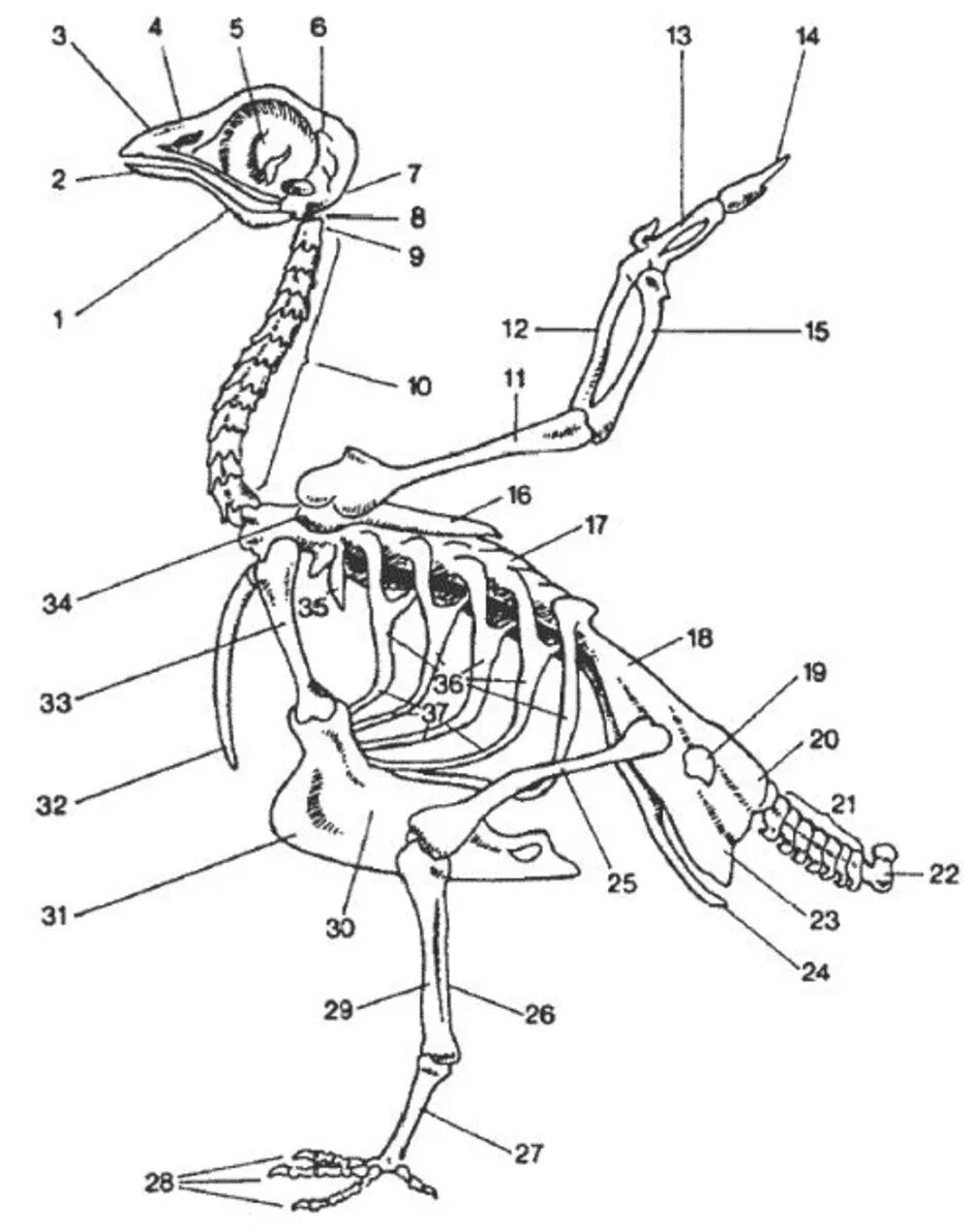 Строение скелета сизого голубя. Строение скелета курицы схема. Скелетное строение голубя. Скелет сизого голубя биология 7 класс. Строение скелета голубя