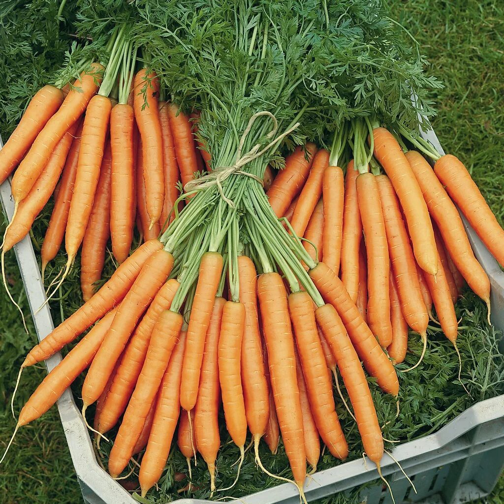 Морковь гибриды. Морковь Наполи f1. Морковь Наполи семена. Сорт моркови Наполи.