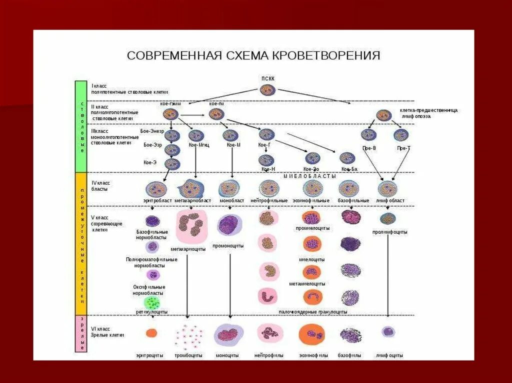 Схема кроветворения стволовая клетка. Схема кроветворения и.л.Чертков а.и.воробьёв. Схему кроветворения Черткова-воробьёва. Клетки крови схема кроветворения.
