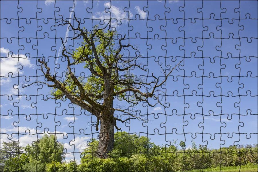 Old oak tree