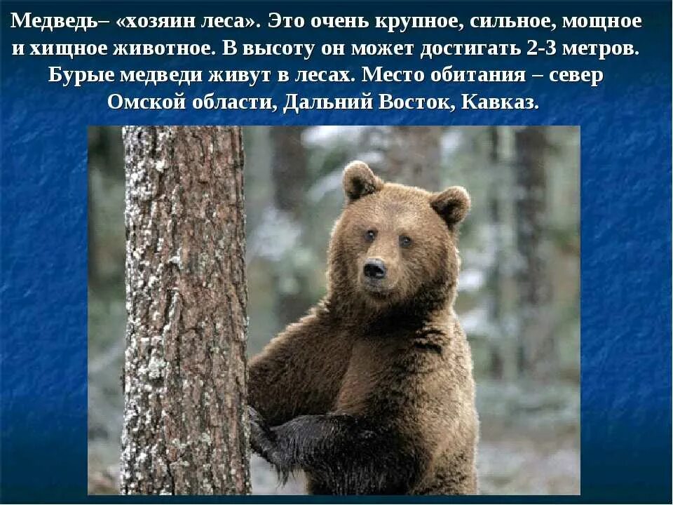 Сообщение про медведя 4 класс. Сообщение про медведя 4 класс