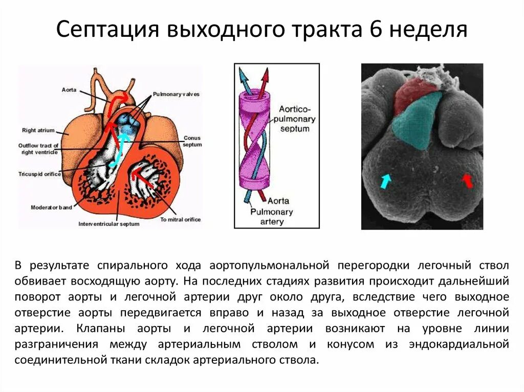 Формирование аорты
